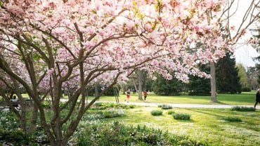 Blühender Magnolienbaum in einem sonnigen Park.