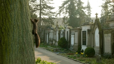 Eichhörnchen klettert an einem Baum in einem Friedhof.