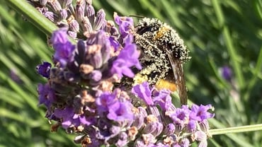 Biene auf Lavendelblüte bestäubt mit Pollen.