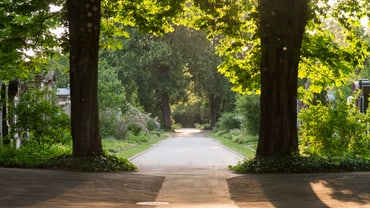 Sonniger Weg durch Baumallee im Park.