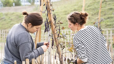 Zwei Frauen pflegen Pflanzen in einem Garten.