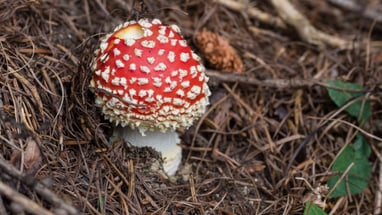 Pilz im Wald