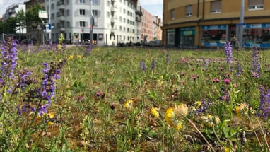 Städtische Wiese mit Wildblumen vor modernen Gebäuden.