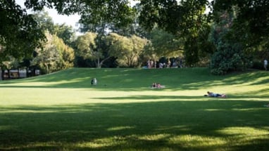 Personen entspannen sich auf einer sonnigen Parkwiese.