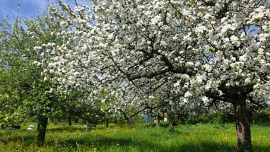 Blühender Obstgarten mit Gras und Blumen.