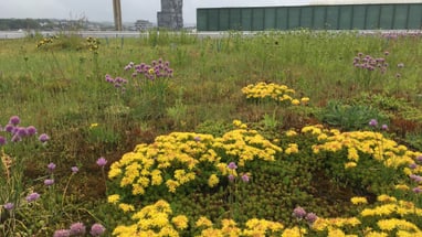 Blumenwiese mit industriellen Gebäuden im Hintergrund.