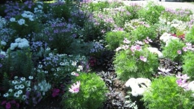 Blühender Garten mit verschiedenfarbigen Blumen und Grünpflanzen.