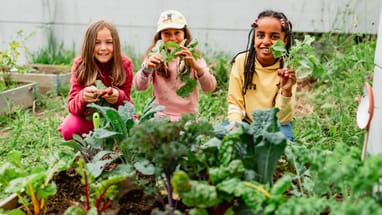 Drei Kinder im Gemüsegarten mit Gemüse.