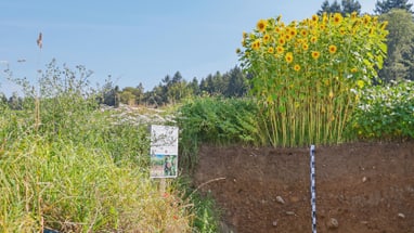 Sonnenblumen neben freigelegtem Erdprofil im Feld.