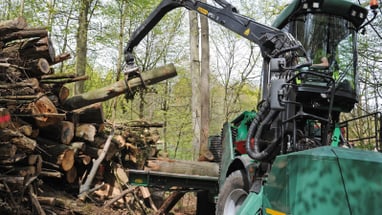 Forstmaschine lädt Baumstämme in einem Wald auf einen Anhänger.