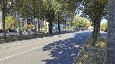 Baumgesäumte Strasse bei sonnigem Wetter.