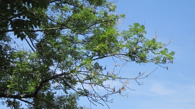 Äste einer Esche mit Eschentriebsterben vor blauem Himmel.