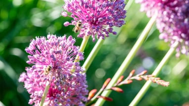 Nahaufnahme von blühenden lila Blumen im Sonnenlicht.