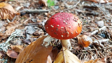 Roter Fliegenpilz (Amanita muscaria) auf Waldboden mit herabgefallenen Blättern daneben.