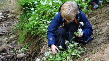 Kind pflückt Bärlauch am Waldrand.