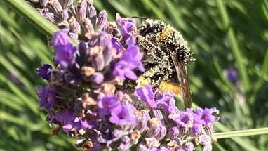 Biene auf Lavendelblüte bestäubt mit Pollen.