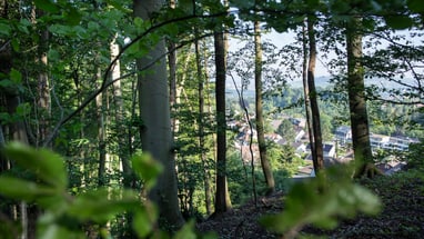 Waldansicht mit Blick auf die Stadt im Hintergrund.