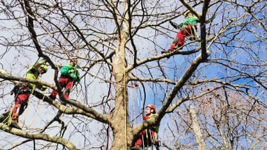 Baumarbeiter bei der Pflege eines Baumes im Winter.