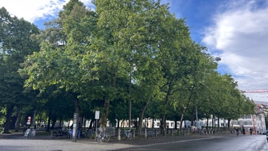 Strasse mit Bäumen und Fahrrädern bei klarem Himmel.