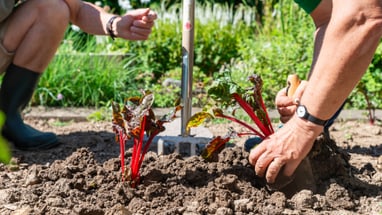 Zwei Personen beim Pflanzen in einem Gartenbeet mit Mangold.