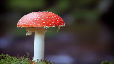 Fliegenpilz auf Moos im Wald.