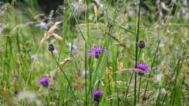 Lila Blumen auf einer Wiese.