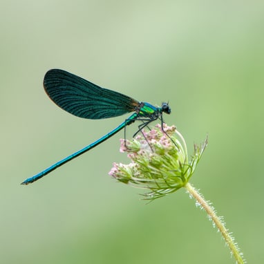 Blauer Schmetterlingshaft auf Blume.