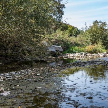 Flussufer mit Büschen und Hochhaus im Hintergrund.