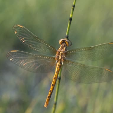 Nahaufnahme einer Libelle auf einem Grashalm.