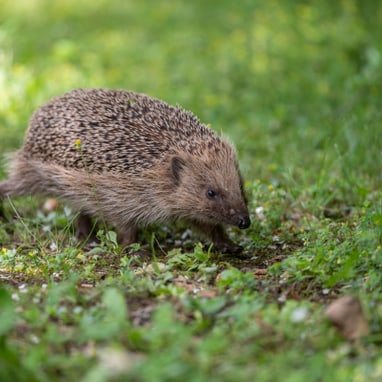 Igel auf einer Wiese.