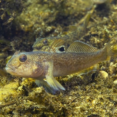 Nahaufnahme eines Fisches auf einem felsigen Meeresboden.