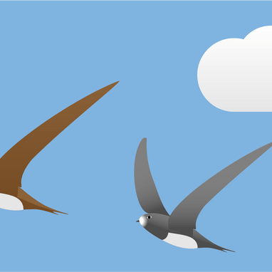 Zwei fliegende Vögel im Himmel mit Wolke.