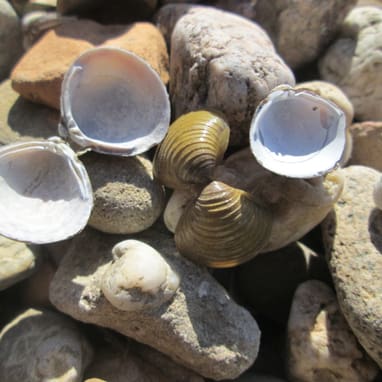 Muschelschalen und Steine auf einem Strand.