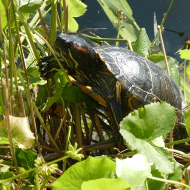 Schildkröte sonnt sich auf Pflanzen am Gewässer.