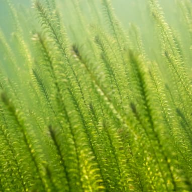 Unterwasseraufnahme von grünen Wasserpflanzen.