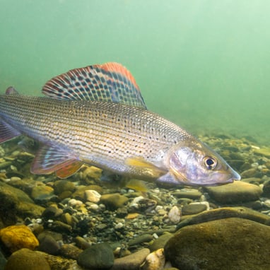 Unterwasseransicht einer europäischen Äsche (Fisch).