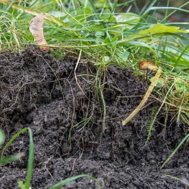 Frisch gegrabener Erdhaufen im Gras.