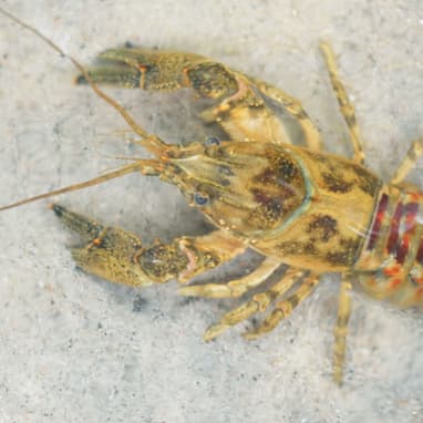 Nahaufnahme eines Kamberkrebses im Wasser.