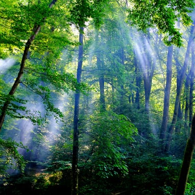 Sonnendurchfluteter Wald mit Sonnenstrahlen.