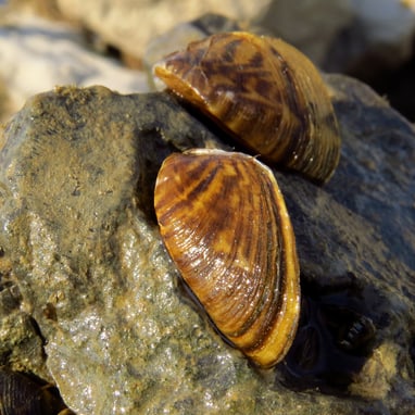 Zwei Muscheln auf einem Felsen.