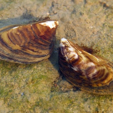 Zwei Muscheln auf sandigem Untergrund.