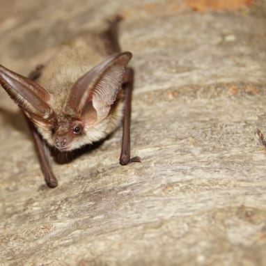 Braunes Langohr-Fledermaus auf Baumstamm.