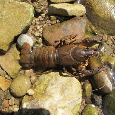 Flusskrebs zwischen Steinen im flachen Wasser.