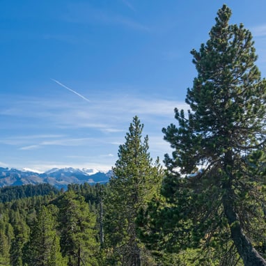 Berglandschaft mit Nadelbäumen und blauem Himmel.