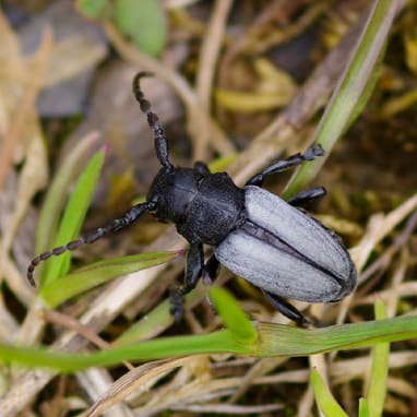 Nahaufnahme eines schwarzen Käfers im Gras.