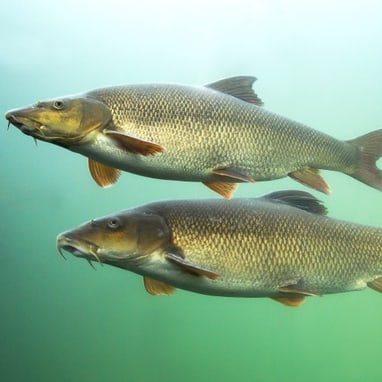 Zwei Barben (Fische) schwimmen unter Wasser.