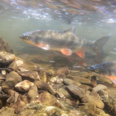 Nasen (Fisch) schwimmen unter Wasser über Felsen.