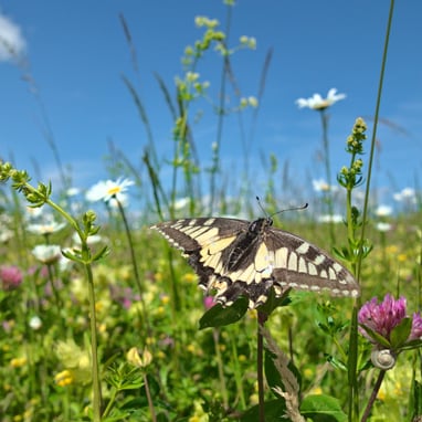 Schwalbenschwanz-Schmetterling auf einer Blume in einer Wiese.