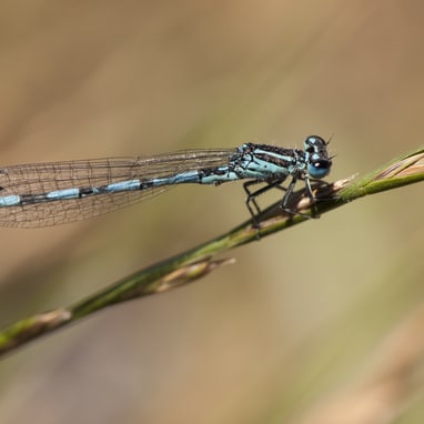 Nahaufnahme einer Libelle auf einem Grashalm.