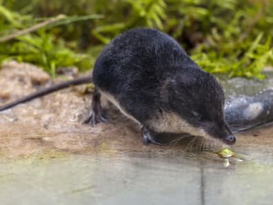 Kleiner Marder frisst am Wasser eine Beere.